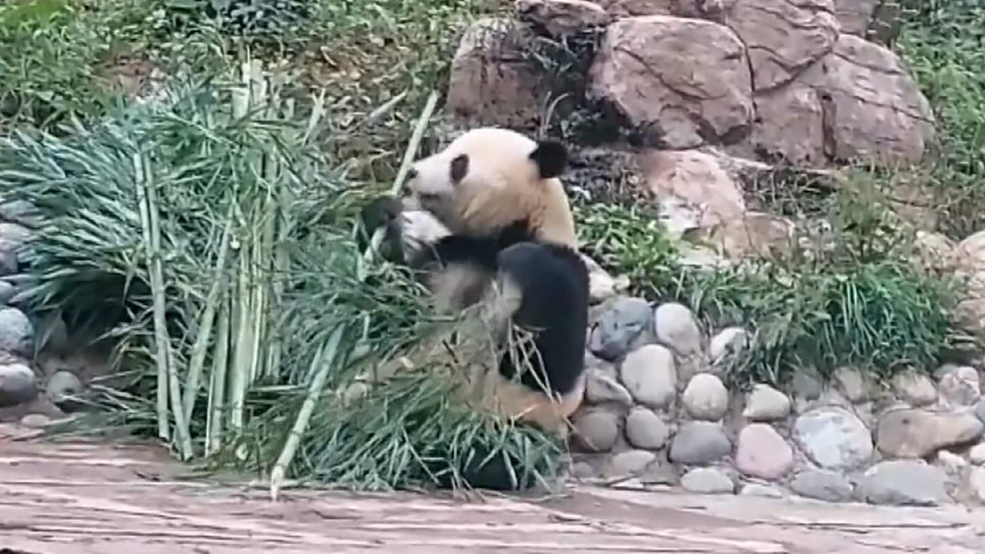 シャオシャオ」と「レイレイ」が一般公開 今年1月に上野動物園から中国
