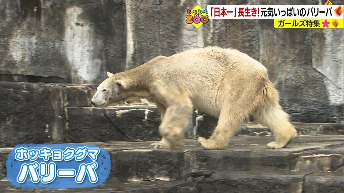 日本一長生き”ホッキョクグマの長寿の秘訣…「頑なに拒否」水が苦手な