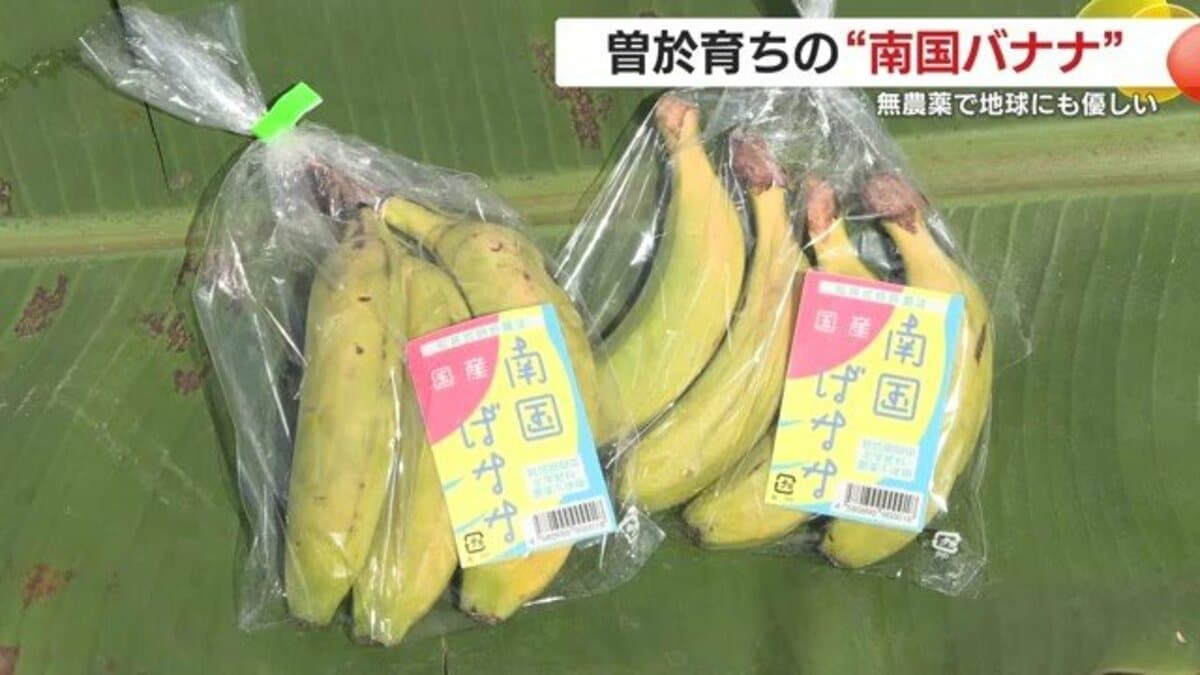 もと様用鹿児島バナナ 農薬ゼロの“南国ばなな” 鹿児島の挑戦が示す食の未来｜FNNプライム