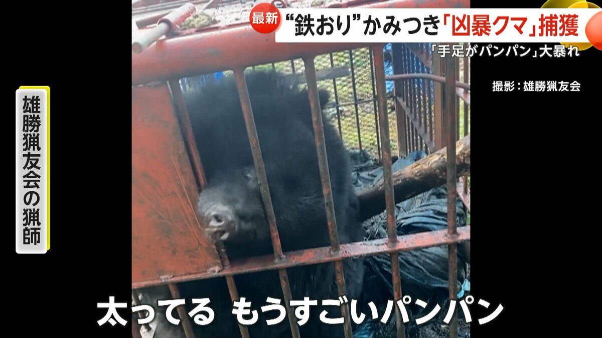 今年のクマかなり危険」“凶暴クマ”鉄檻かみつき大暴れ…旅館に“居座り