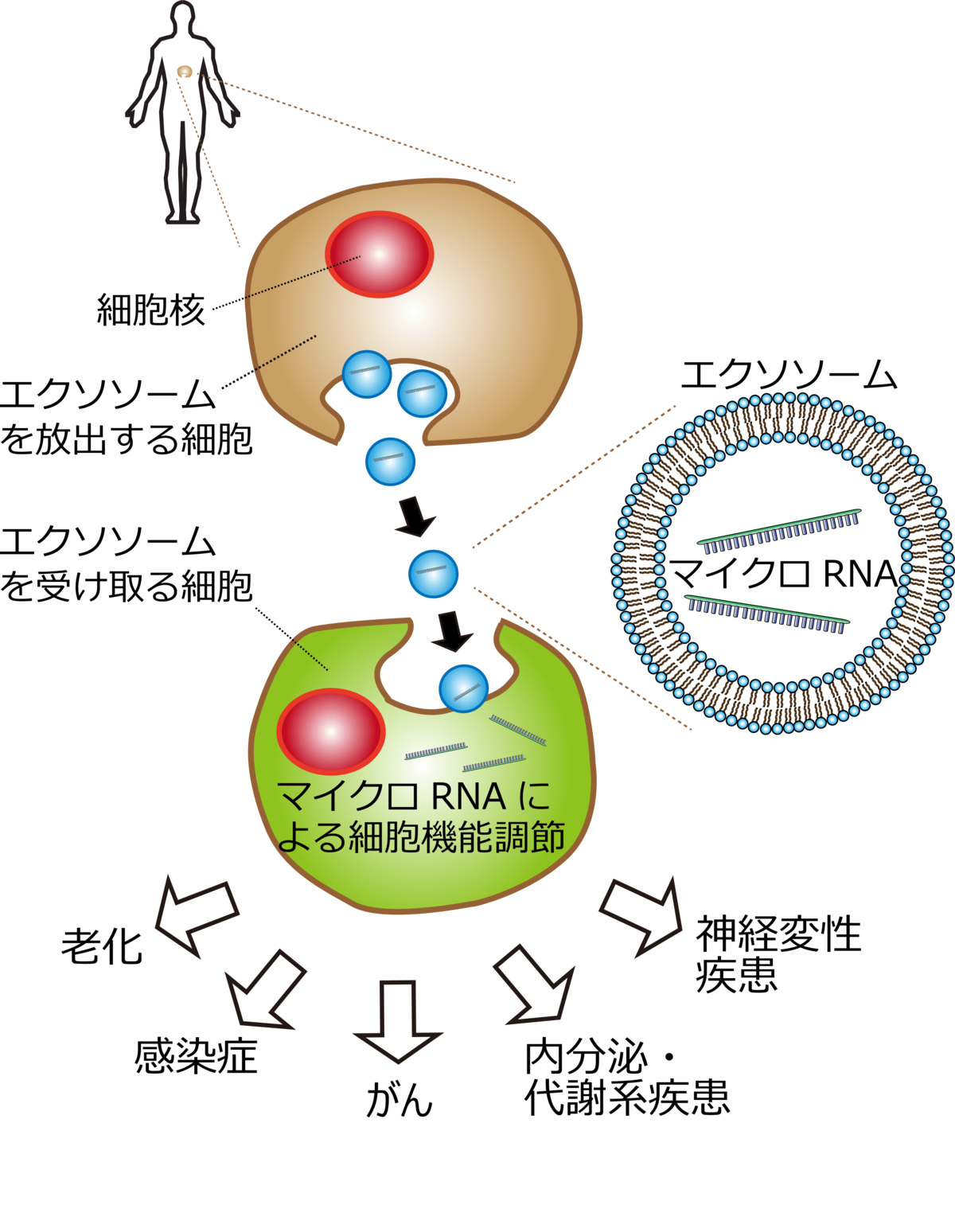 聞き逃せない 細胞同士のおしゃべり がんや免疫 メンタルをも制御するマイクロrnaとエクソソームの新潮流