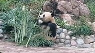 「シャオシャオ」と「レイレイ」が一般公開　今年1月に上野動物園から中国・四川省に返還された双子パンダ