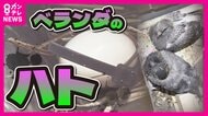 べランダにやっかいな『ハト』被害 法律で許可なく駆除もできず 「卵、産んでる!」 住みつく前に対策を