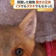 子犬と思い保護、実はキツネだった　驚きの投稿がSNSで話題　「見つけてもすぐに保護しないで」専門家が注意点呼びかけ