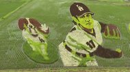 “大谷翔平選手田んぼアート”ファンで賑わう　地元・奥州市で見頃迎える　岩手県