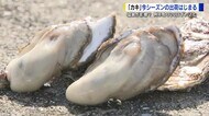 広島カキの出荷開始　ブランド力を守るため20日遅れで…「待って…