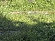 【ヒグマ速報】ペットのヤギがクマに襲われる…ドローンで上空から確認すると体長約1.8メートルのクマにムシャムシャ食べられる姿が…箱罠を設置するなど警戒〈北海道八雲町〉