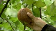 “史上最長”都心で34日連続の雨で秋に異変　リンゴに“黒い斑点”深刻被害　関東の紅葉名所も長雨直撃、“消えた”キノコも