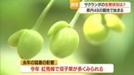 春先の高温で平年より1週間ほど早いサクランボの生育　一部では霜被害の影響で実の付きにばらつき　山形