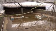 ウナギ5万匹失った養殖場で復旧作業続く　印旛沼決壊で被害「起きたことは受け入れるしかない」　台風25号から1カ月