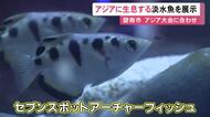開催中のアジア大会に合わせ…愛知県碧南市の水族館でアジアに生息する淡水魚を集めた展示 22カ国の38種類151匹を紹介