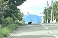 【ヒグマ速報】5日連続の目撃…十字路の真ん中にたたずむクマー警察がパトロール強化するも見当たらず〈北海道砂川市〉