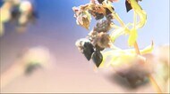 「開墾してここまで手をかけたのに」収穫間近の畑で