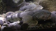 国指定天然記念物アラレガコ生息地・九頭竜川の記念碑~豊かな生態系知って【福井】