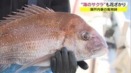 瀬戸内に広がる海のサクラ満開 春の味覚 サクラダイ漁 最盛期 【岡山・笠岡市】