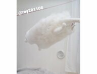 空とぶモフモフ!? 猫の大ジャンプの瞬間が“雲”みたい…いつも跳んでいる？他の写真も見せてもらった