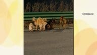 中国SNSで話題の“犬7匹の大脱走”はフェイク？　“誤情報”が拡散　感動ストーリーの真相はまさかの「発情」