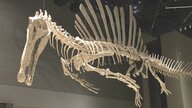 全長14メートル！スピノサウルス最新の全身骨格を日本初公開　ワニのような顔と長い尾　泳ぐような姿を下から見上げる展示に　福井県立恐竜博物館　