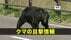 【クマ目撃】盛岡市山王町で成獣とみられるクマ1頭目撃　岩手県