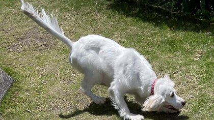 「針金入ってませんか」尻尾を真っ直ぐにして走る愛犬の姿を激写…いつもピーンとしているのか飼い主に聞いた