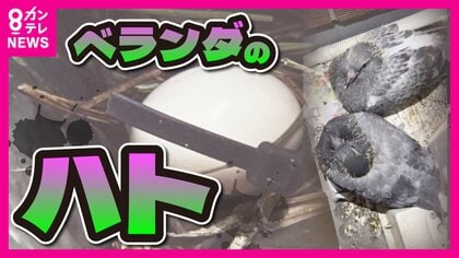 べランダにやっかいな『ハト』被害　法律で許可なく駆除もできず　「卵、産んでる！」　住みつく前に対策を