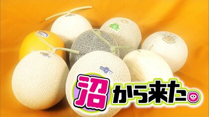 今の時期オススメは「アンデスメロン」マニアが教える選び方と甘さを実感する食べ方