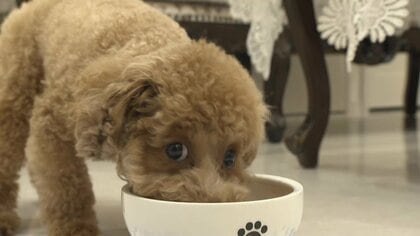 家族がペットに食べられる トップ