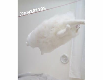 空とぶモフモフ!? 猫の大ジャンプの瞬間が“雲”みたい…いつも跳んでいる？他の写真も見せてもらった