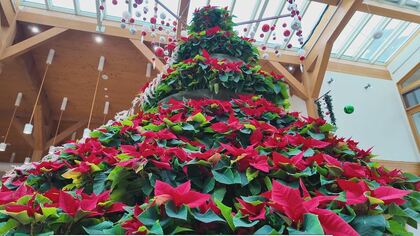 ★ クリスマス　ツリートップ　ポインセチア　M ★ 楽天市場】【創業70年！老舗クリスマスツリー専門店】 プレミアム