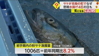 「今年は特に少ない」サケが名物の町で悲鳴　水揚げ4匹の日も…正月用“新巻きザケ”作れない可能性も　岩手・宮古市