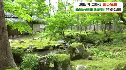 池田町の国名勝「梅田氏庭園」で3日間限定の特別公開　苔むした庭園で青紅葉が見頃…モリアオガエルの卵も　7日まで