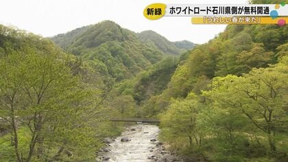 「春の“かおり”が全然違う」白山白川郷ホワイトロードの無料区間が開通！新緑4.5kmの絶景、あなたも感じてみては？