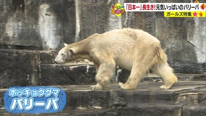 “日本一長生き”ホッキョクグマの長寿の秘訣…「頑なに拒否」水が苦手な水牛？　動物たちの“新たな一面”を発見！