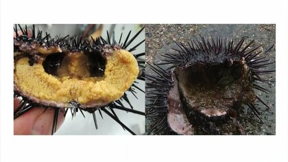 高級食材「ウニ」が厄介者に　大量発生で身がスカスカに…大金かけて駆除する現状【鳥取県】