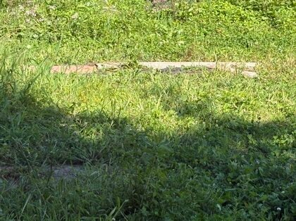 【ヒグマ速報】ペットのヤギがクマに襲われる…ドローンで上空から確認すると体長約1.8メートルのクマにムシャムシャ食べられる姿が…箱罠を設置するなど警戒〈北海道八雲町〉