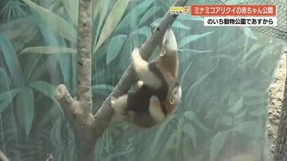 【高知】お母さんの背中に乗ってお散歩も ミナミコアリクイ赤ちゃん、のいち動物公園で16日から一般公開