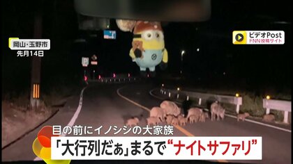 「大行列だぁ～」17頭のイノシシとウリ坊が道路を横断…まるで“ナイトサファリ”に喜ぶ子ども　民家と近く懸念も　岡山・玉野市