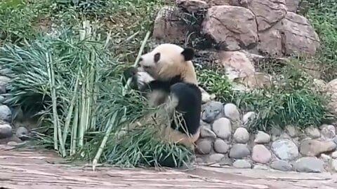 「シャオシャオ」と「レイレイ」が一般公開　今年1月に上野動物園から中国・四川省に返還された双子パンダ