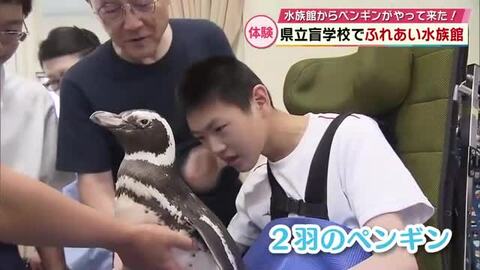 県立盲学校でふれあい水族館　こどもたちがペンギンの重さなどに驚き「感触の違いが面白い」大分