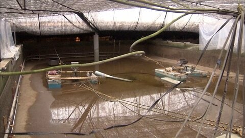 ウナギ5万匹失った養殖場で復旧作業続く　印旛沼決壊で被害「起きたことは受け入れるしかない」　台風25号から1カ月