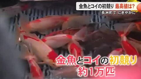 九州唯一の競り場　長洲町で金魚とコイの初セリ【熊本】