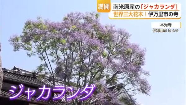 世界三大花木”ジャカランダが見頃 「寺にふさわしい木」の理由は