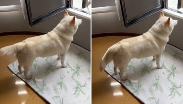 窓を開けたらしおしお…暑さにテンションが下がった柴犬のしっぽ