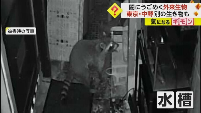 動物が画面右の水槽を狙っている