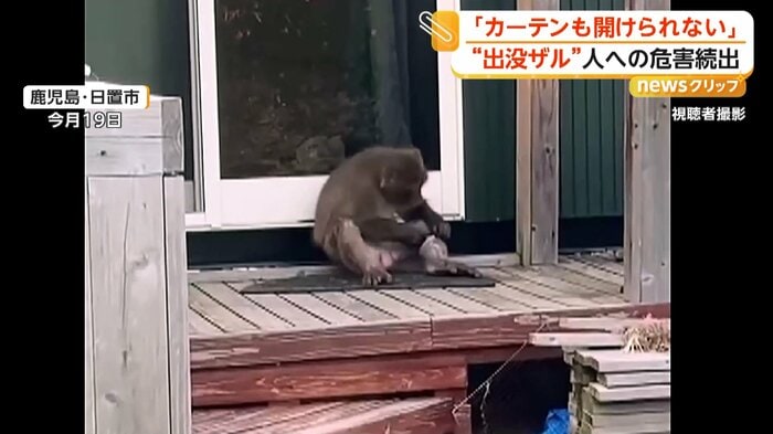 縁側で毛づくろいをするサル