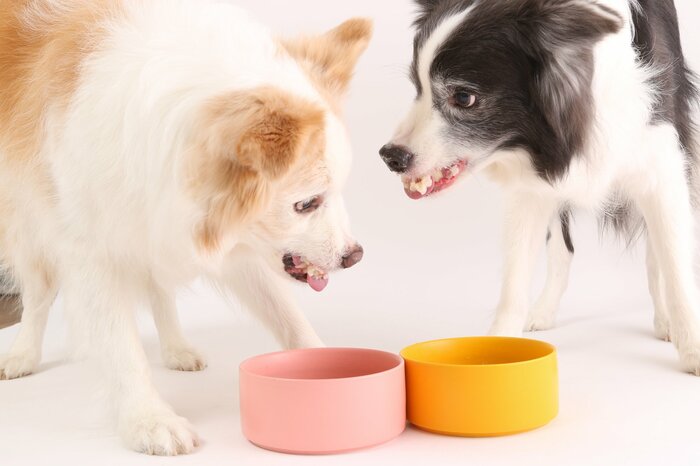 先住犬がストレスを抱えることも(画像はイメージ)