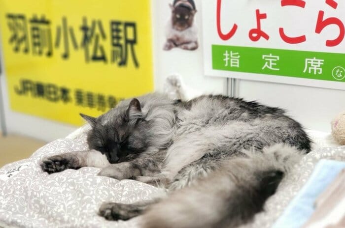 指定席で爆睡