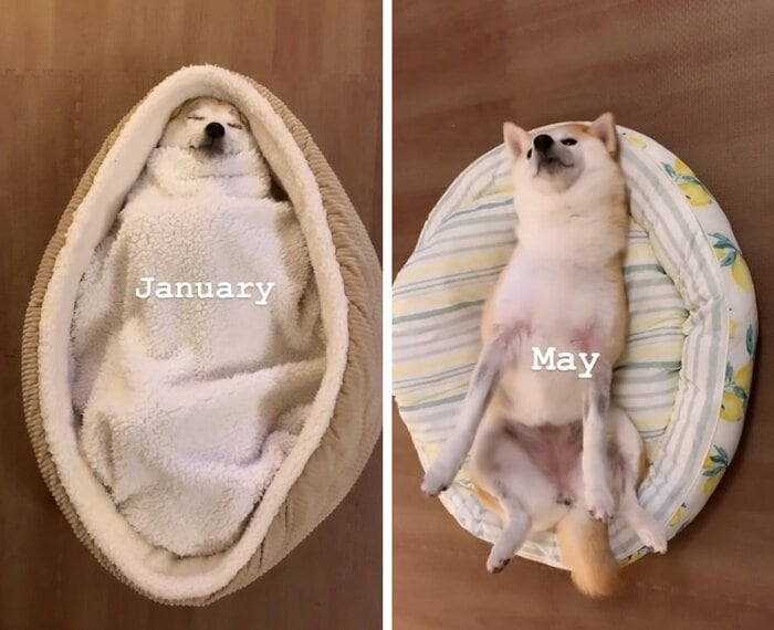 1月と5月のなずなちゃん