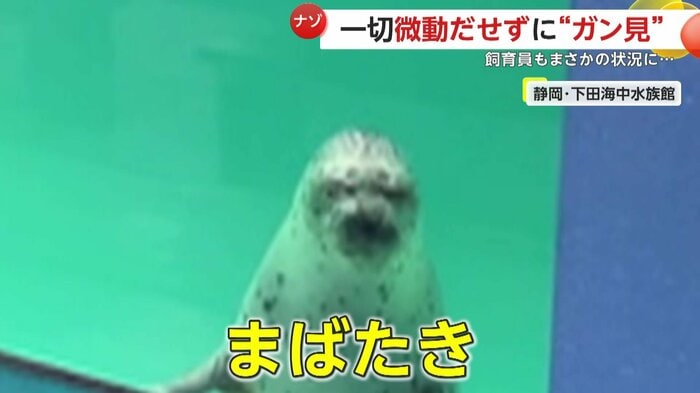 まばたきをするアザラシ(提供:下田海中水族館)