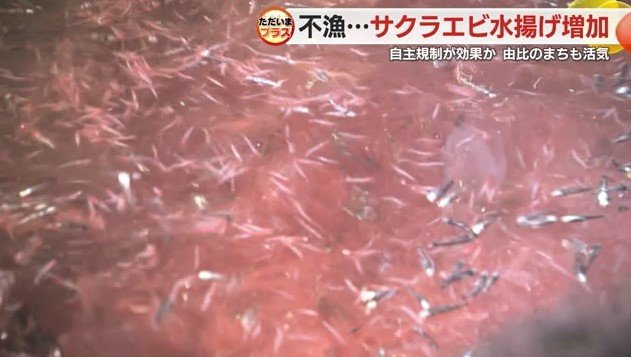 網の中のサクラエビ